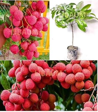 Sweet Lovi Lovi Fruit Plants — Cherry sapling available at Agro Nursery Garden